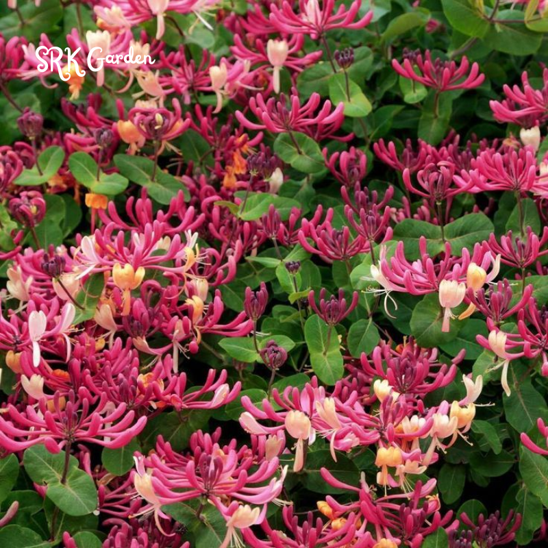 Honeysuckle in 2.5 inch Pot, Beautiful Fragrant Climber