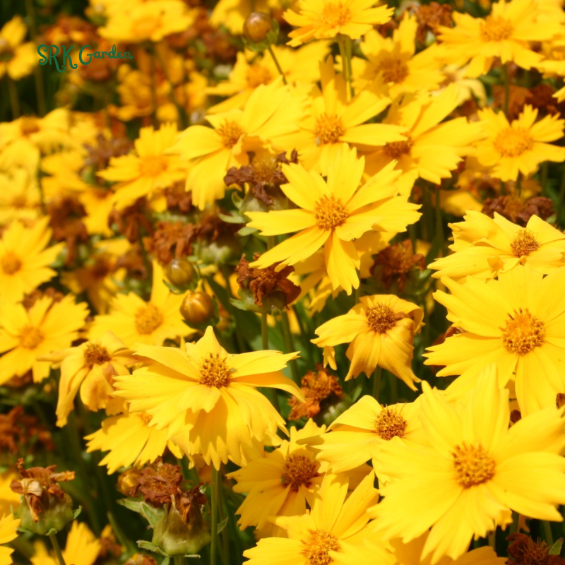 Dwarf Lance Leaved Coreopsis Seeds | 200 seeds