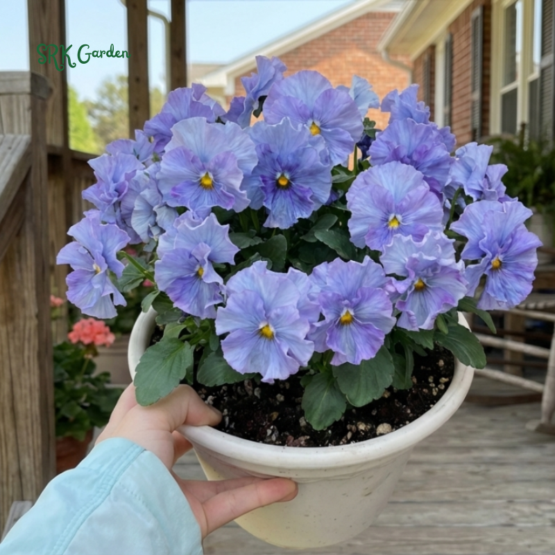 Swiss Giants Pansy Seed Mix | 100 Seeds
