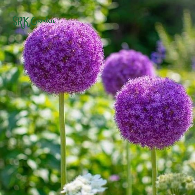 5 Giant Ball Onion Allium Christophii Bulbs
