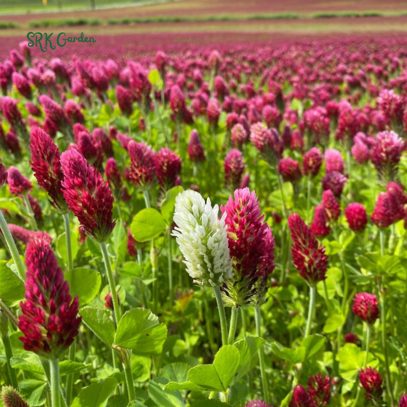 Crimson Clover Seeds for Planting | 1000 seeds