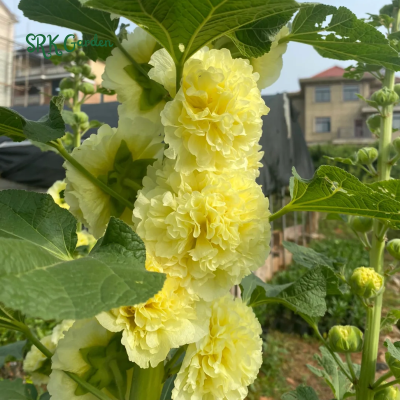 200+ Hollyhock Chaters Double Mixture Carnival Mix Giant Mallow Double Hollyhock Flowers Seed
