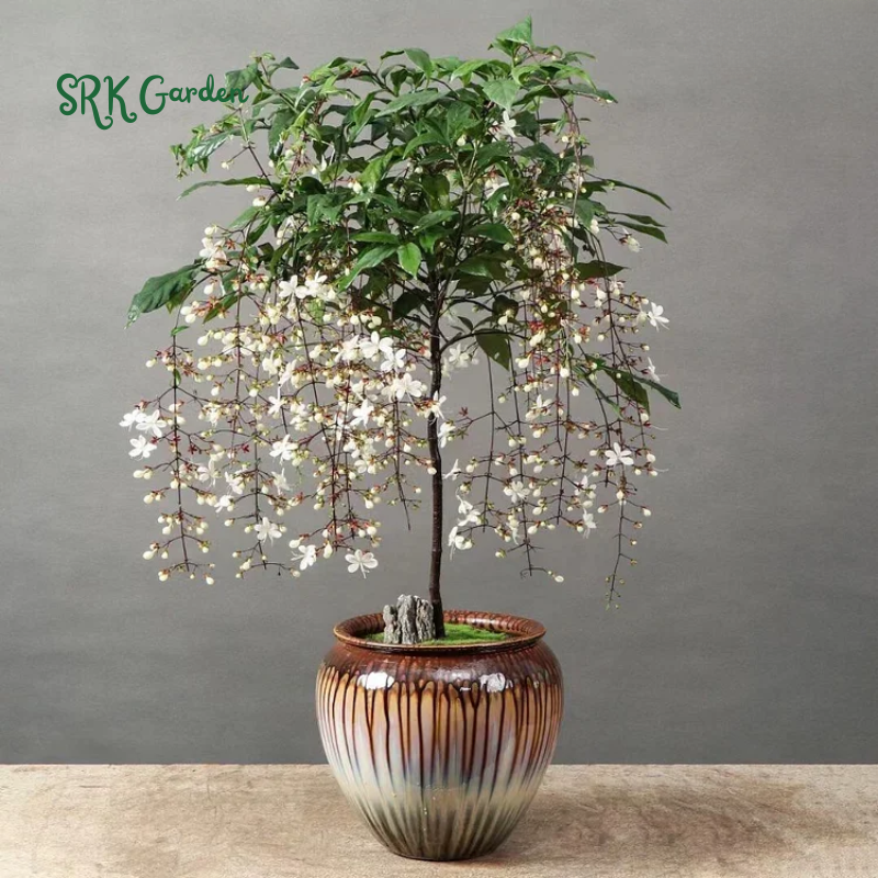 Clerodendrum Wallichii Plant 4-8 Inc Tall