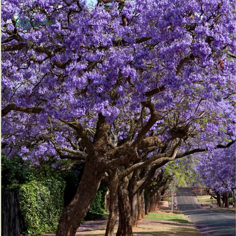 Jacaranda Tree, 3-4 Inch Tall Bonsai Tree in 2-Inch Pot, Trees Live Plants Outdoor Hardiness Zones 9-11