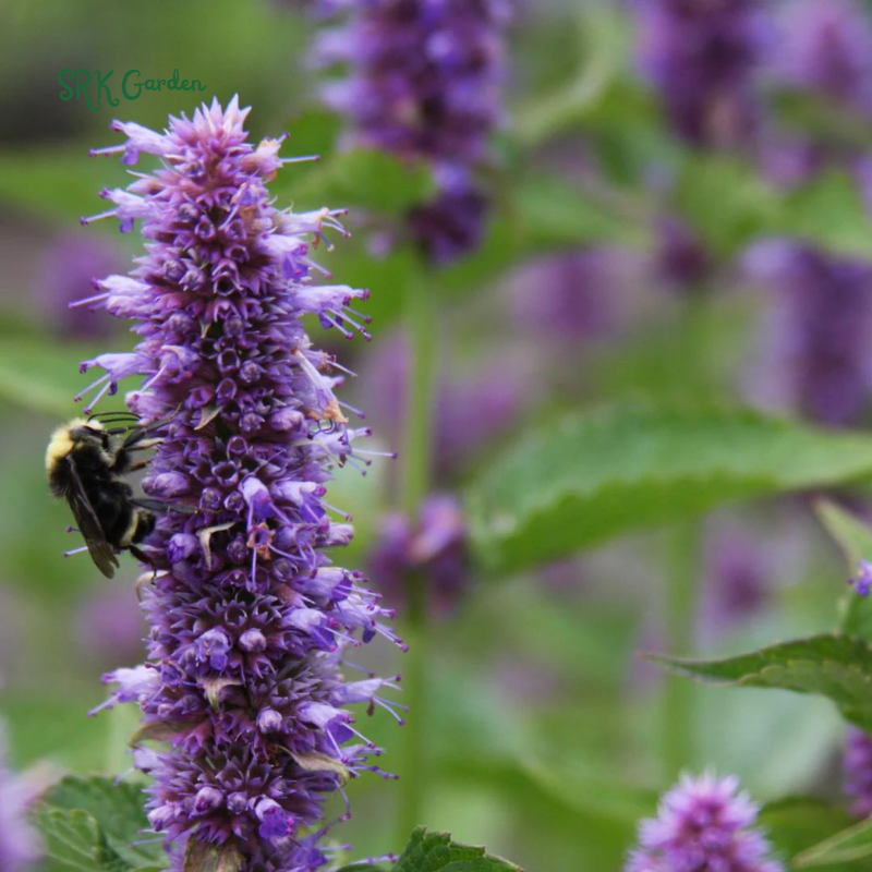 Blue Hyssop Seeds | 250 Seeds