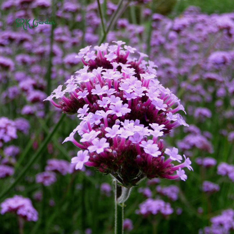 Purpletop Vervain Seeds |200 Seeds