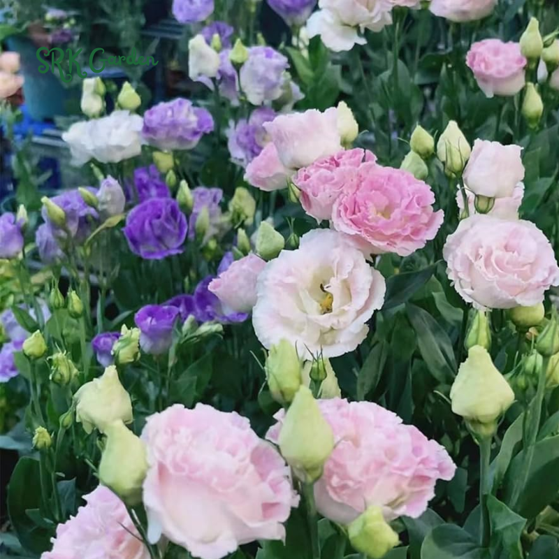 Eustoma / Lisianthus Grandiflorum Thornless Rose  Seeds, Year-around Planting