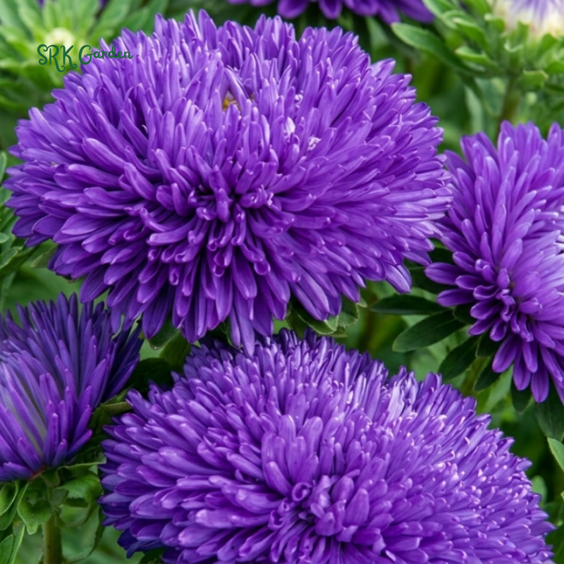 25 Seed Gala Blue Aster