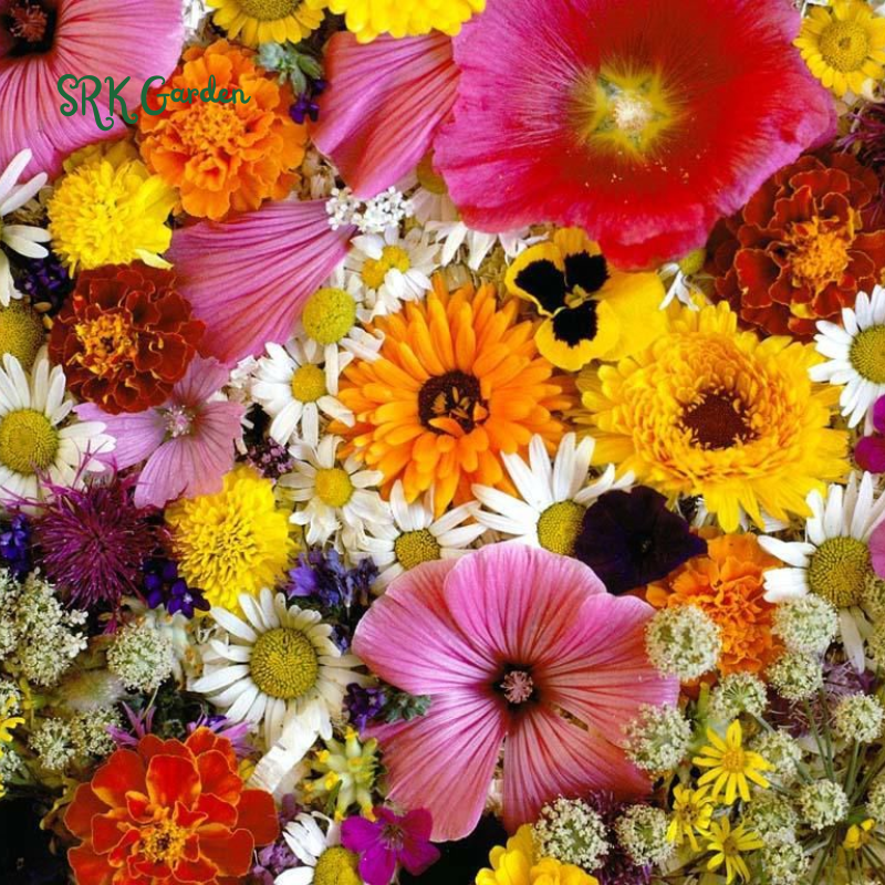Mixed Flowers Seeds, Perennial Wildflower Seeds, Year-around Planting