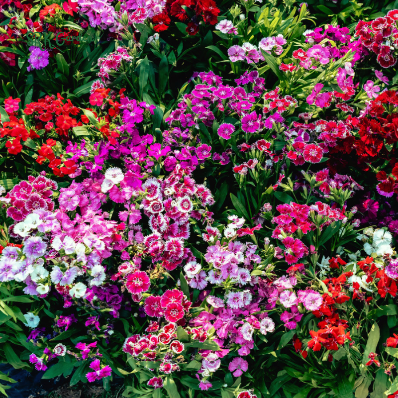 Sweet William Seeds Mix | 250 Seeds