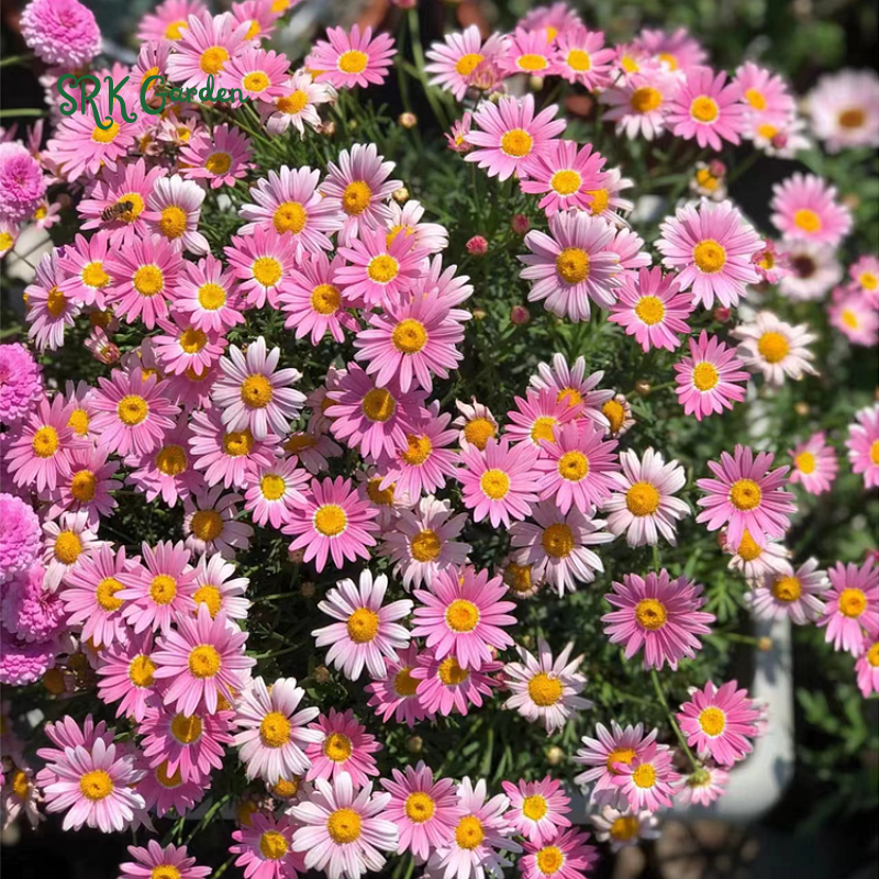Pyrethrum Daisy Seeds : Pest Killer - Mixed Color 1000 Seeds