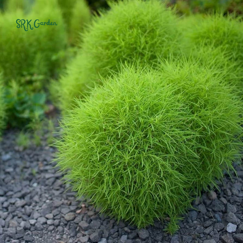 Burning Bush Summer Cypress Seeds | 30 Seeds