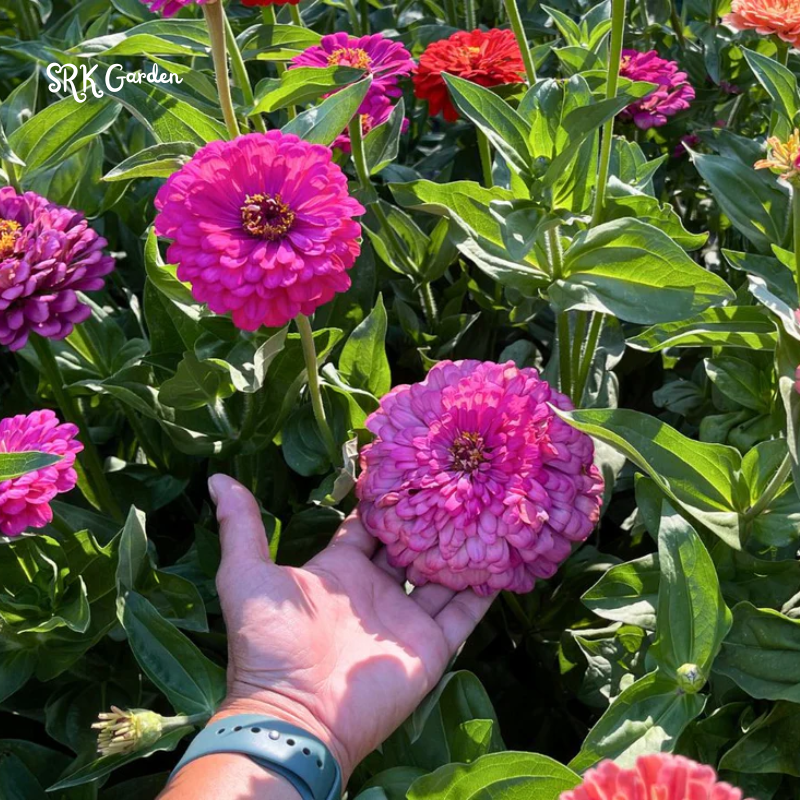 Strawberries and Cream Zinnia Seeds Mix | 100 Seeds