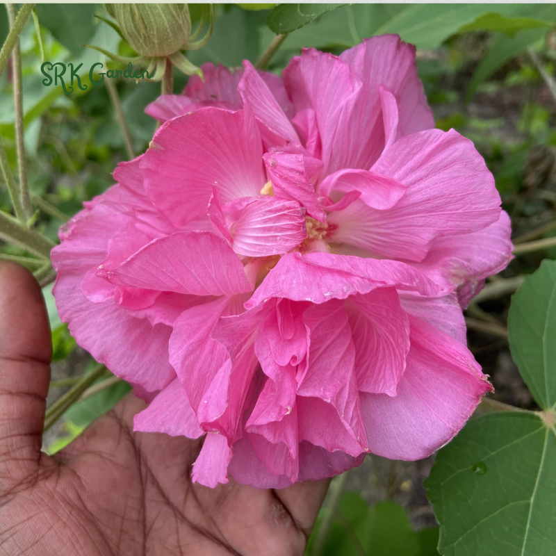 Rose Hibiscus Mutabilis Seeds Fragrant Exotic Eye Appeal | Heirloom & Non-GMO