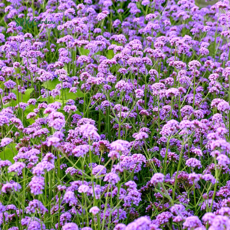 Purpletop Vervain Seeds |200 Seeds