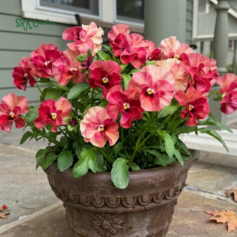 Swiss Giants Pansy Seed Mix | 100 Seeds