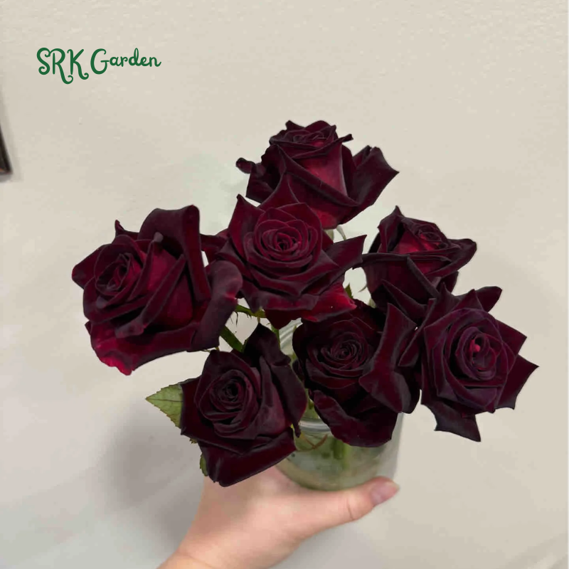 Black Rose Seeds | Late Winter to Early Spring Planting Time