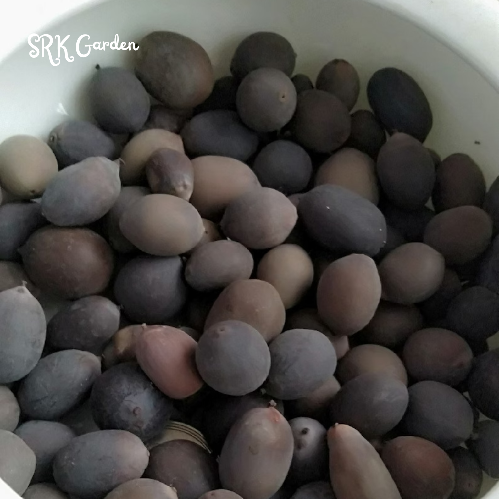 Mini Lotus Seeds (Pink, Snow White, Royal, Guan Yin, Mini)