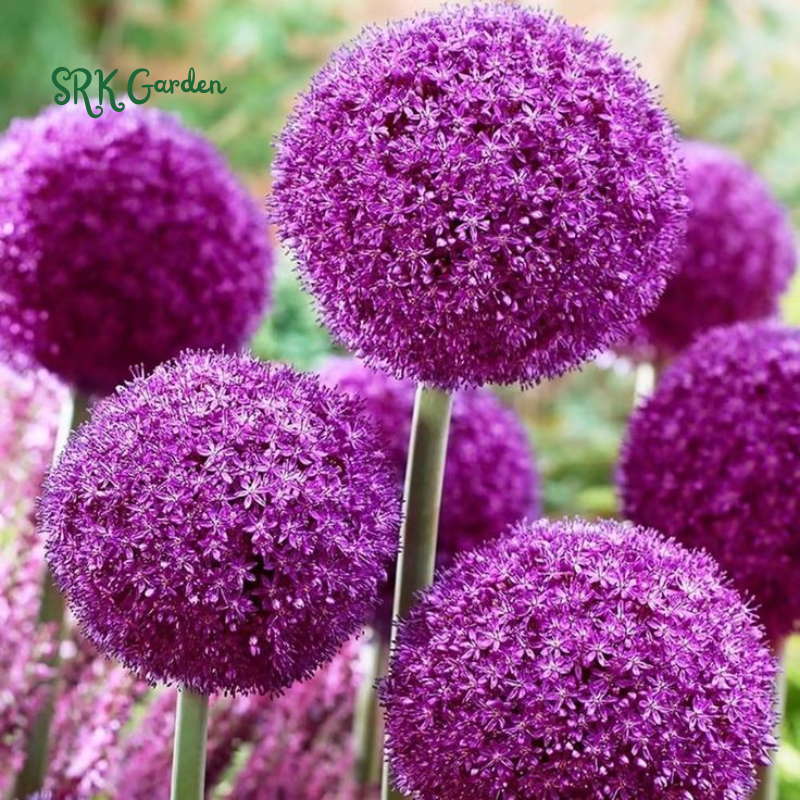 5 Giant Ball Onion Allium Christophii Bulbs