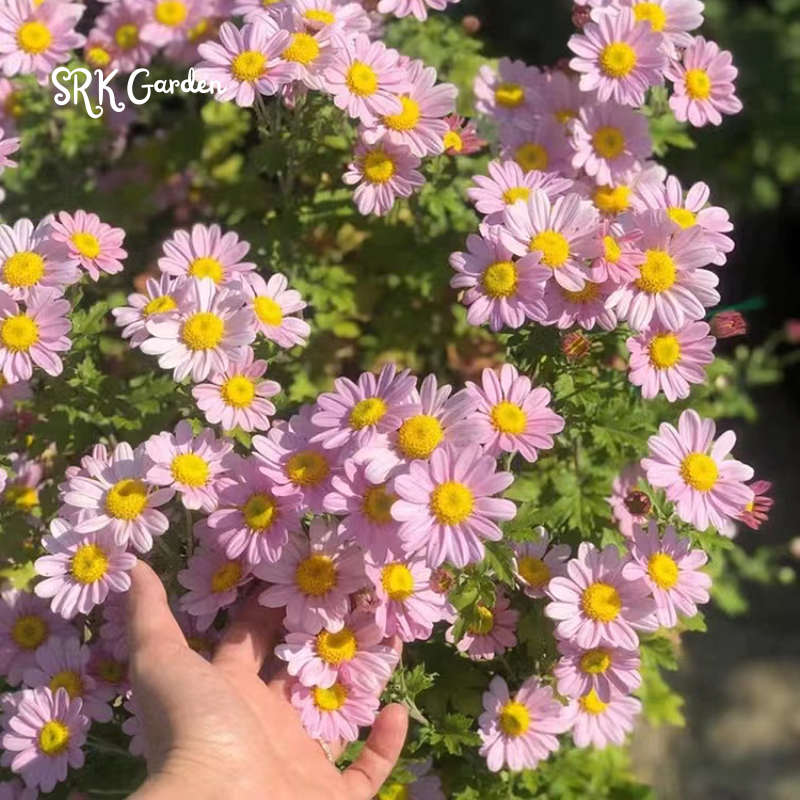 Pyrethrum Daisy Seeds : Pest Killer - Mixed Color 1000 Seeds