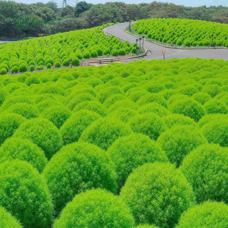 Burning Bush Summer Cypress Seeds | 30 Seeds