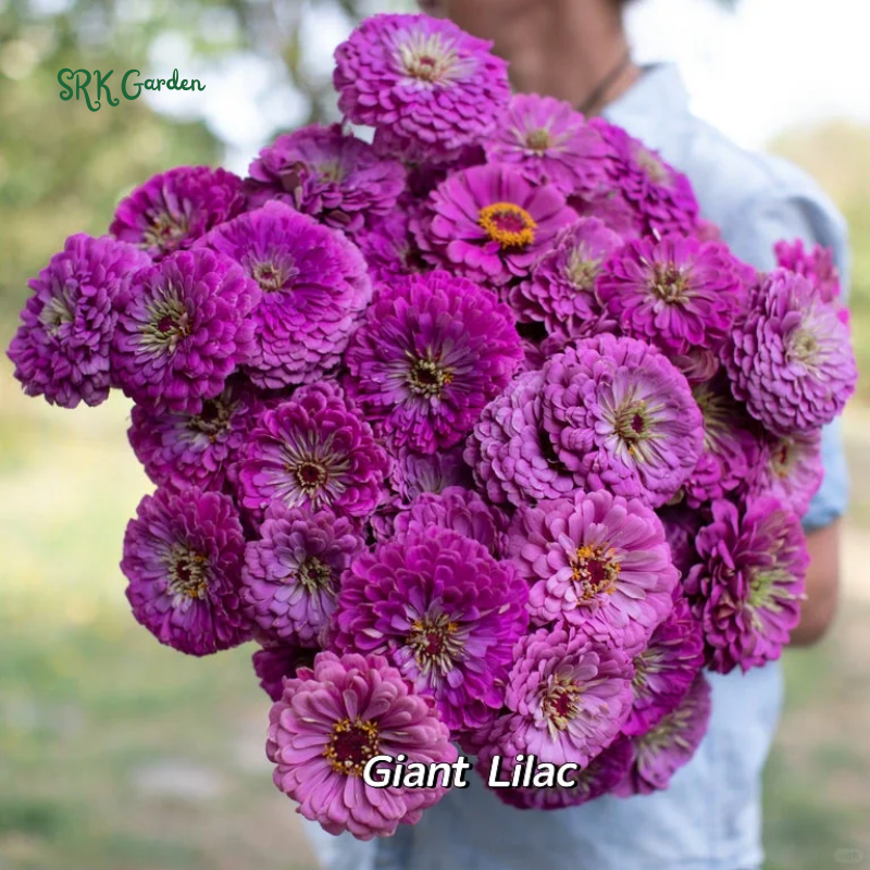 Zinnia Seeds - California Giant Mix - Mixed Colors and Large Blooms
