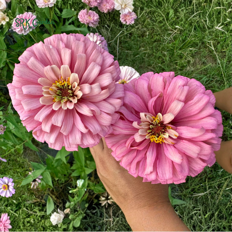 Strawberries and Cream Zinnia Seeds Mix | 100 Seeds