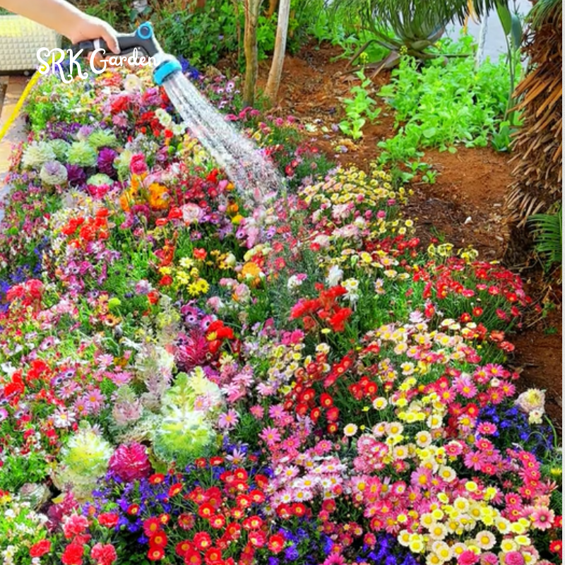Mixed Flowers Seeds, Perennial Wildflower Seeds, Year-around Planting