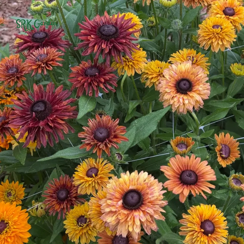 Caramel Rudbeckia Seeds, Black Eyed Susan Rudbeckia | 25 Seeds