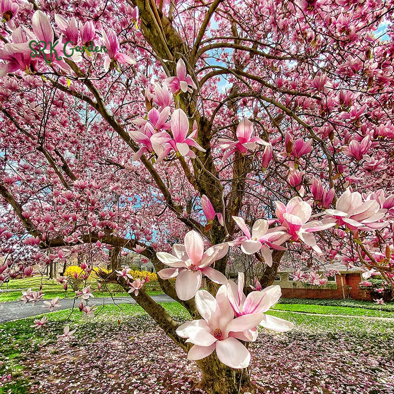 Saucer Magnolia 'Magnolia Soulangeana' – Shrub - One Gallon Healthy Potted Plant