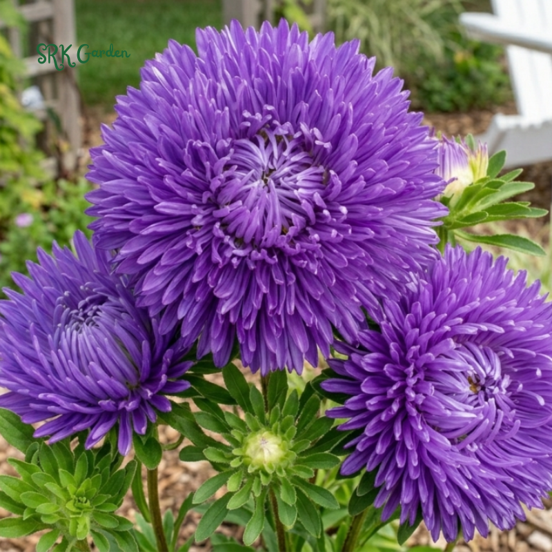 25 Seed Gala Blue Aster