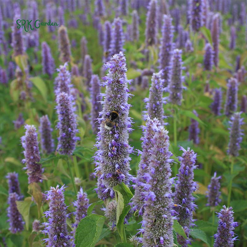 Blue Hyssop Seeds | 250 Seeds