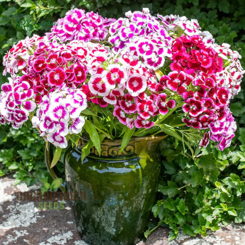 Sweet William Seeds Mix | 250 Seeds
