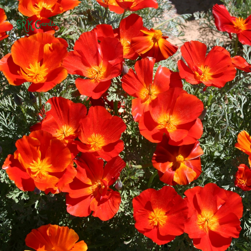 California Poppy Seeds for Planting