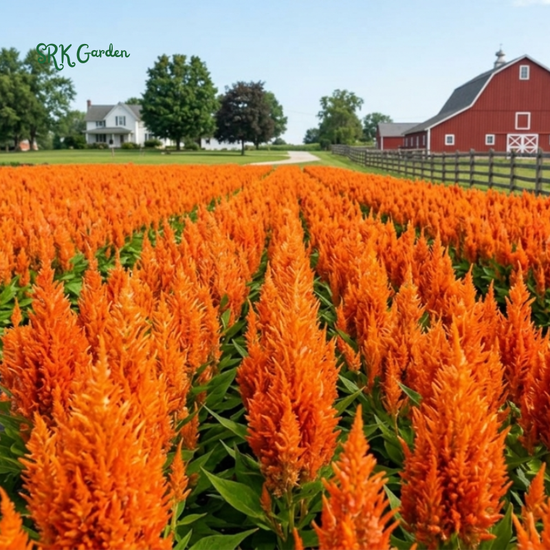 25 Sunday Orange Celosia Seeds, Copper fire Color, Celosia Plumosa