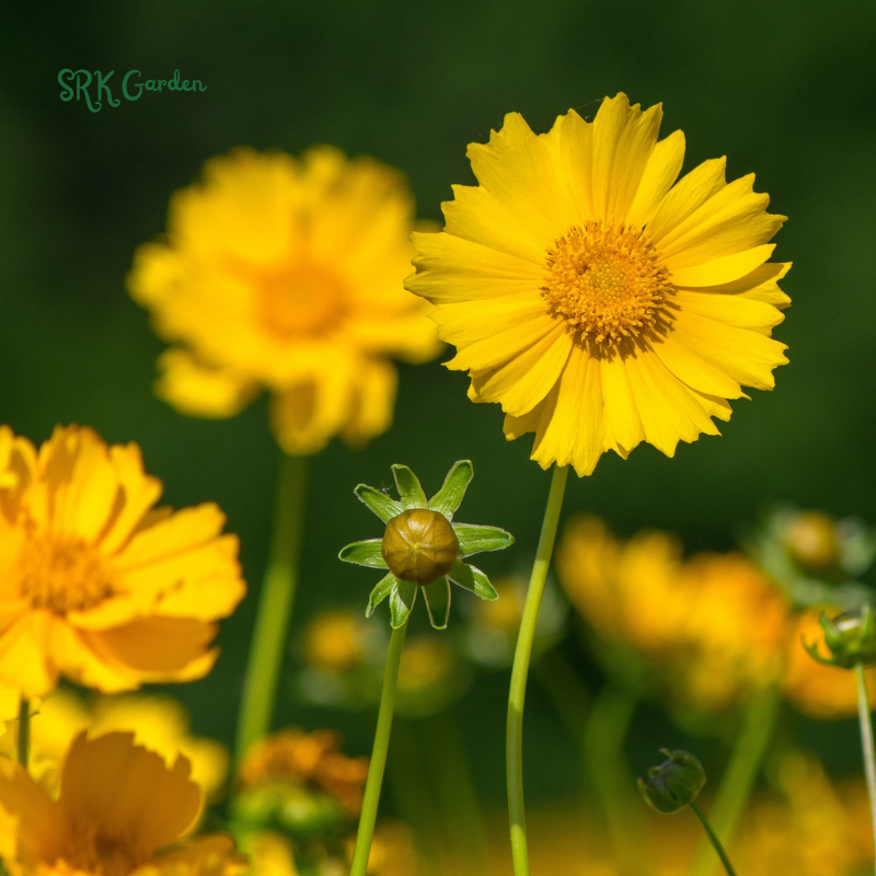 Dwarf Lance Leaved Coreopsis Seeds | 200 seeds