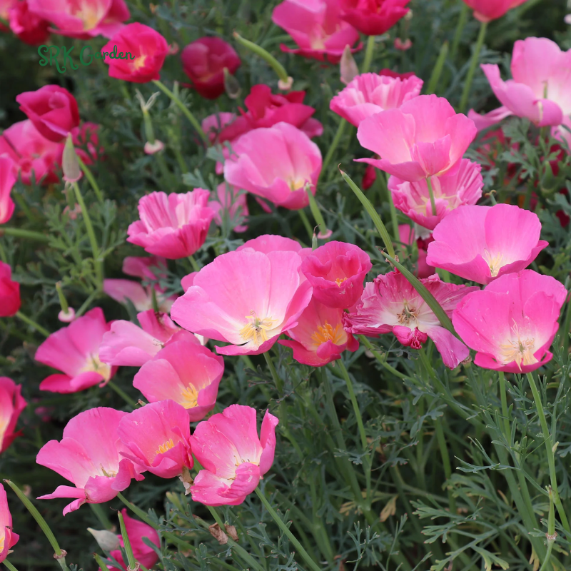 California Poppy Seeds for Planting