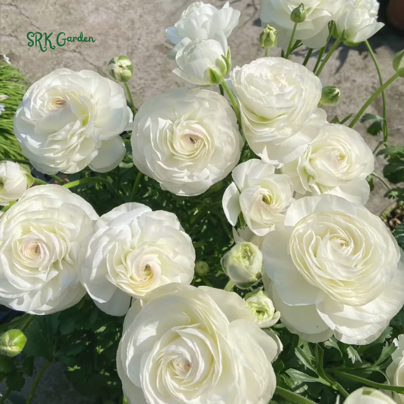 Ranunculus Mix Color Bulbs for Planting (20Bulbs)