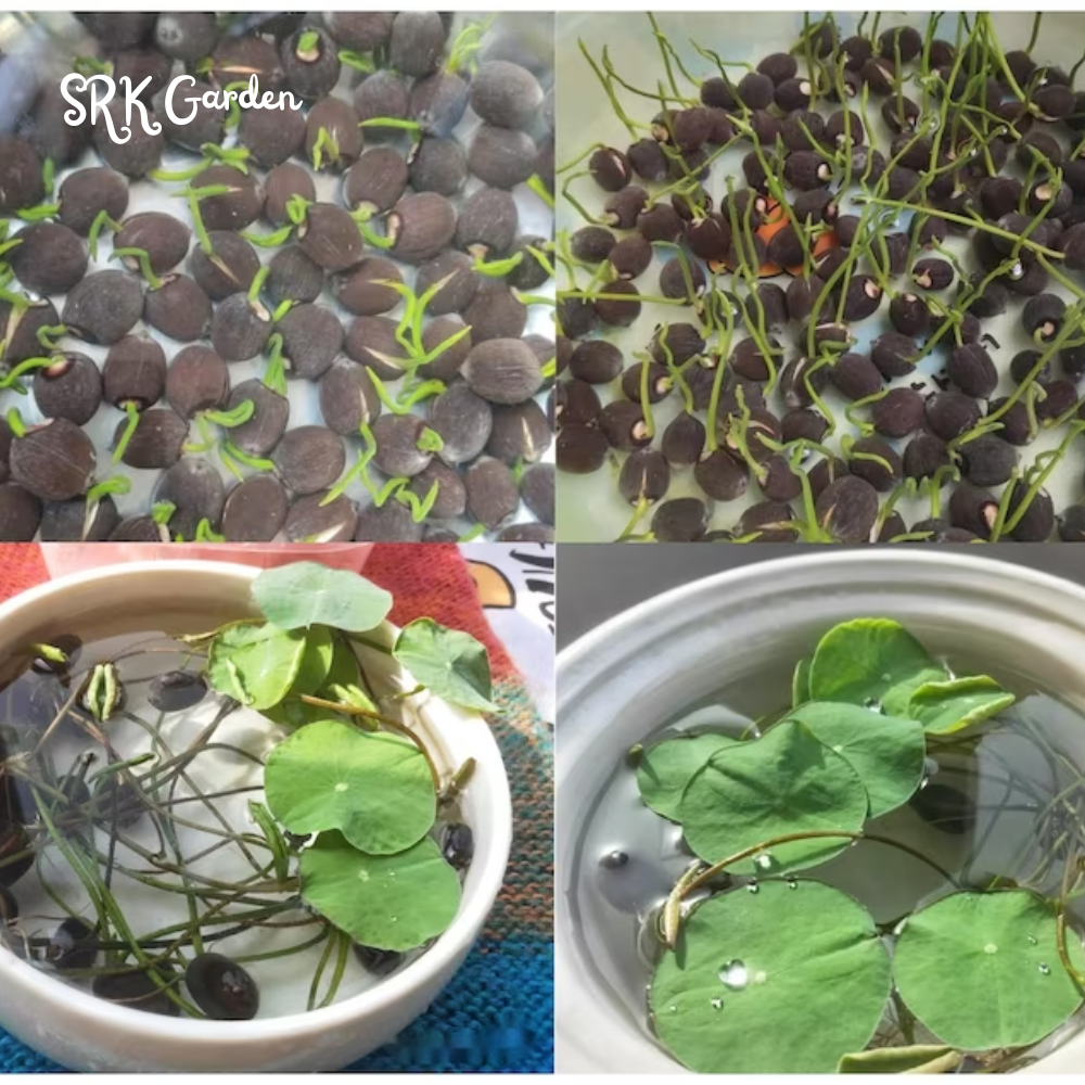 Mini Lotus Seeds (Pink, Snow White, Royal, Guan Yin, Mini)