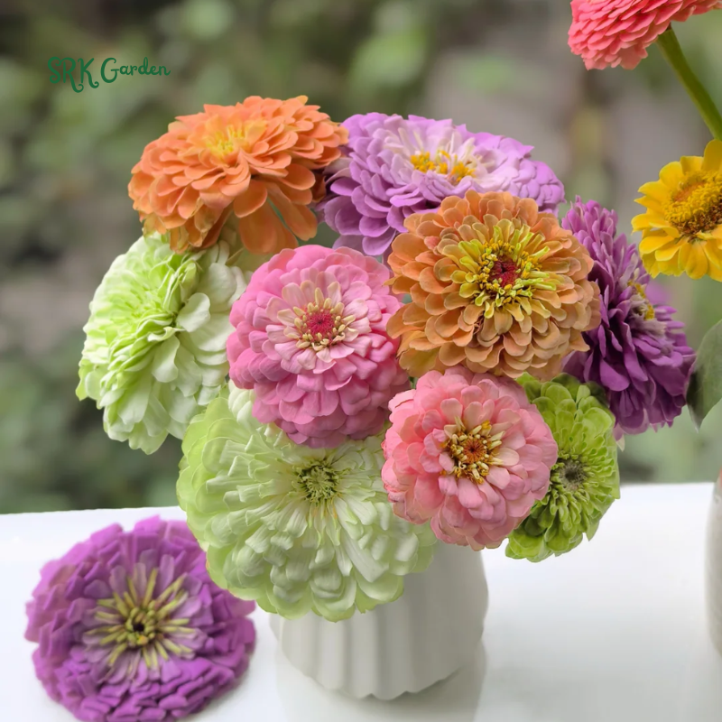 Zinnia Seeds - Lilliput Mixture - Easy to Grow – Deer Resistant – Drought Tolerant