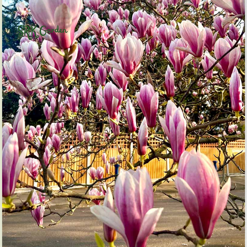 Saucer Magnolia 'Magnolia Soulangeana' – Shrub - One Gallon Healthy Potted Plant
