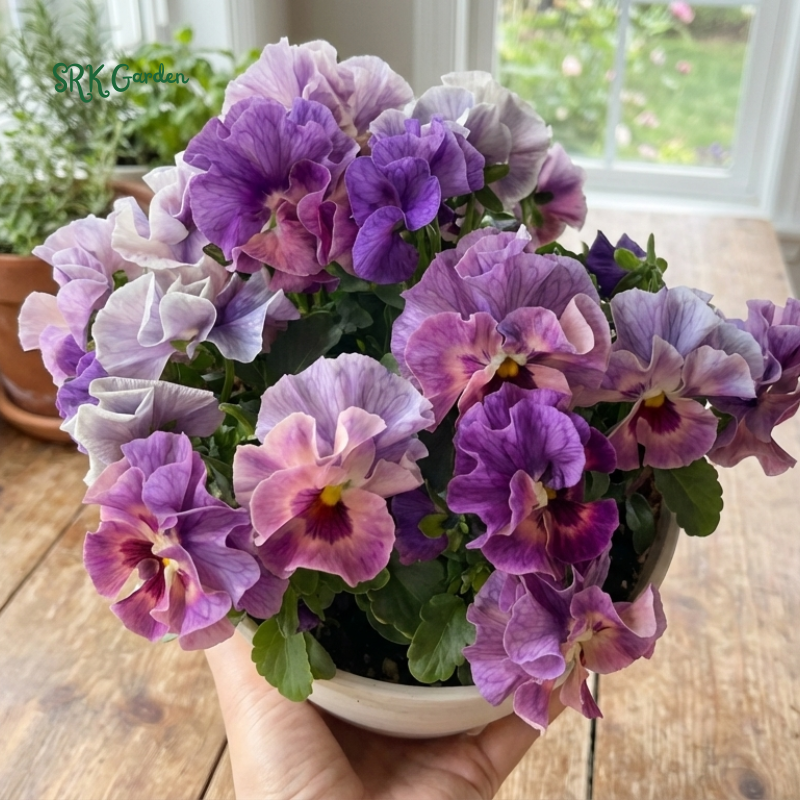 Swiss Giants Pansy Seed Mix | 100 Seeds