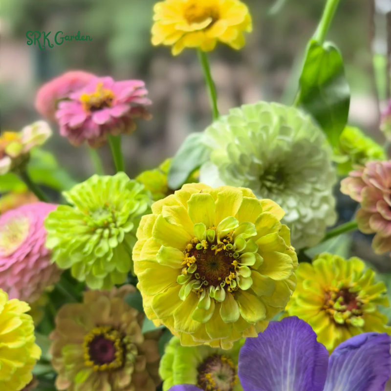 Zinnia Seeds - Lilliput Mixture - Easy to Grow – Deer Resistant – Drought Tolerant
