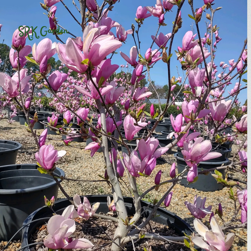 Saucer Magnolia 'Magnolia Soulangeana' – Shrub - One Gallon Healthy Potted Plant
