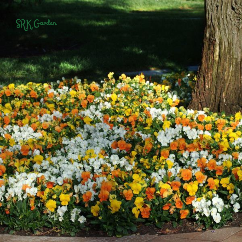 Viola Seeds - Sorbet Series - Mix