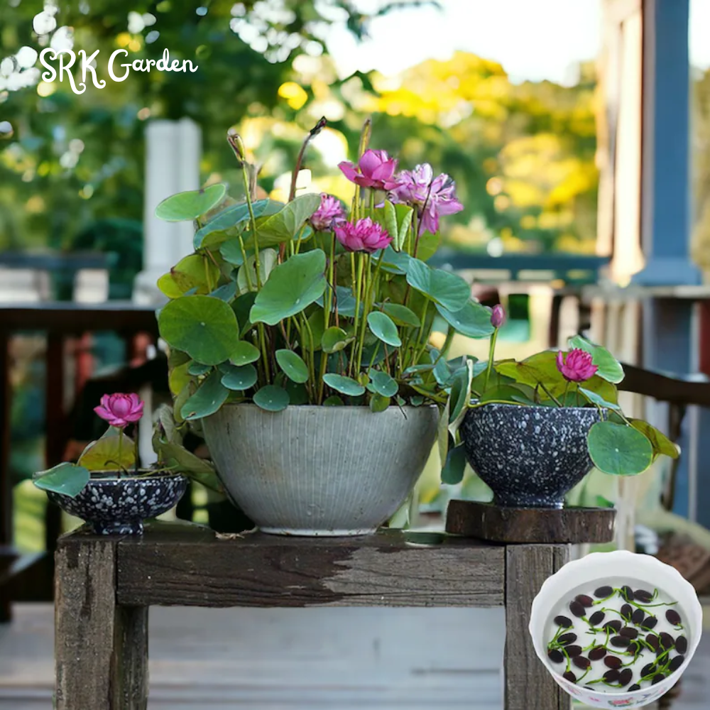 Mini Lotus Seeds (Pink, Snow White, Royal, Guan Yin, Mini)