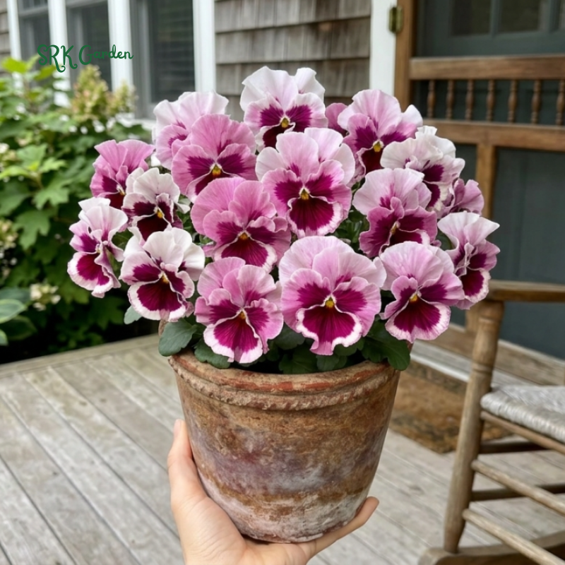 Swiss Giants Pansy Seed Mix | 100 Seeds