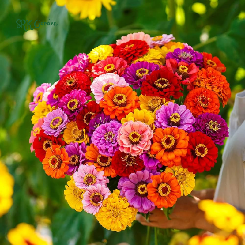 Zinnia Seeds - Lilliput Mixture - Easy to Grow – Deer Resistant – Drought Tolerant