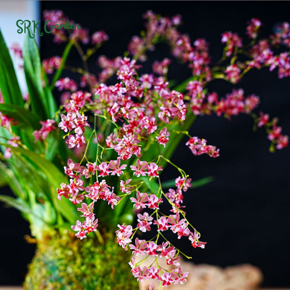 Oncidium orchid twinkle " Pink profusion"| 1 pcs