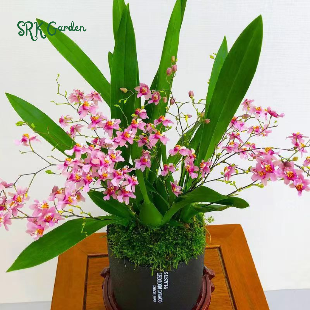 Oncidium orchid twinkle " Pink profusion"| 1 pcs